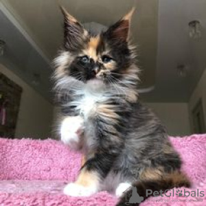 Photo №2 to announcement № 115740 for the sale of maine coon - buy in Germany 