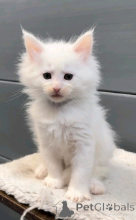 Photo №2 to announcement № 137223 for the sale of persian cat - buy in Germany breeder