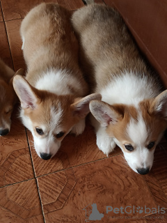 Photo №2 to announcement № 20283 for the sale of welsh corgi - buy in Belarus breeder