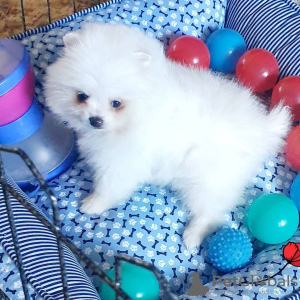 Photo №3. We have a great mark of Pomeranian spitz puppies. Austria