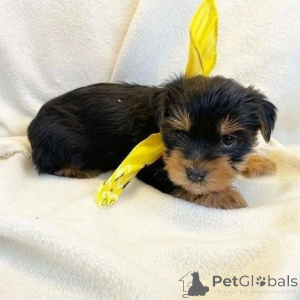 Photo №3. Cute adorable yorkie puppies for sale contact whatsapp business 447450021323. Germany