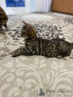 Additional photos: Bengal kittens