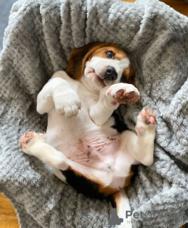 Photo №4. I will sell beagle in the city of Котка. private announcement - price - 411$