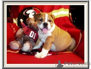 Photo №1. english bulldog - for sale in the city of Helsinki | Is free | Announcement № 93351