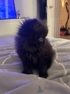 Photo №1. exotic shorthair - for sale in the city of Paris | 361$ | Announcement № 166785