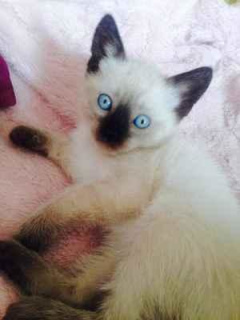 Photo №2 to announcement № 889 for the sale of siamese cat - buy in Russian Federation private announcement