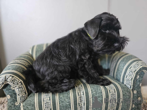 Photo №2 to announcement № 109205 for the sale of schnauzer - buy in Poland breeder