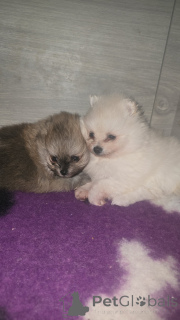 Photo №1.  - for sale in the city of Anderlecht | 826$ | Announcement № 161706