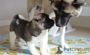 Photo №1. american akita - for sale in the city of Michigan City | 500$ | Announcement № 12312
