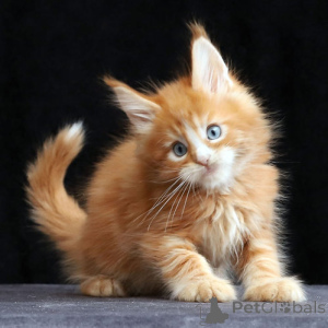 Photo №2 to announcement № 156674 for the sale of maine coon - buy in Germany 