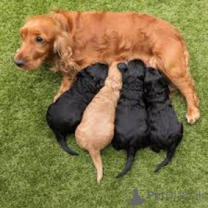 Photo №1. american cocker spaniel - for sale in the city of Brussels | 723$ | Announcement № 158164