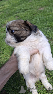 Photo №3. Purebred and High-Quality Shih Tzu Puppies. Latvia