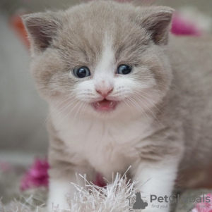 Photo №1. burmilla shorthair - for sale in the city of Berlin | 317$ | Announcement № 101703