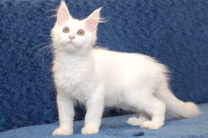 Photo №2 to announcement № 4661 for the sale of maine coon - buy in Russian Federation 