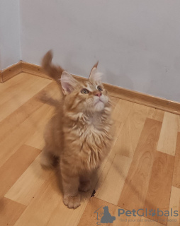 Photo №4. I will sell maine coon in the city of Berlin. from nursery - price - 400$