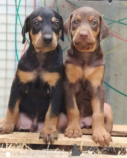 Photo №2 to announcement № 132700 for the sale of  - buy in Netherlands breeder