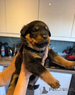 Photo №2 to announcement № 175406 for the sale of rottweiler - buy in Lithuania private announcement, breeder