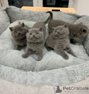 Photo №2 to announcement № 122101 for the sale of british shorthair - buy in United States private announcement