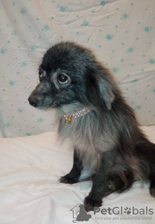 Photo №2 to announcement № 105367 for the sale of pomeranian - buy in Germany breeder