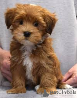 Photo №1. havanese dog - for sale in the city of Berlin | negotiated | Announcement № 136848