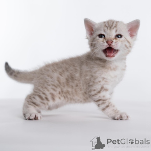 Photo №2 to announcement № 159291 for the sale of bengal cat - buy in Sweden from the shelter