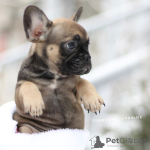 Additional photos: Amazing rare color French Bulldog Merle puppy male and female