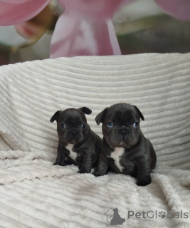 Additional photos: Beautiful baby French bulldog.