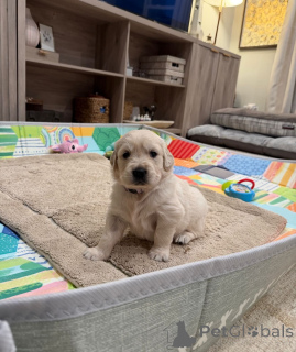 Photo №1. golden retriever - for sale in the city of Zürich | negotiated | Announcement № 179021
