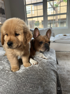 Photo №1. golden retriever - for sale in the city of Berlin | negotiated | Announcement № 154321