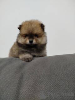 Photo №4. I will sell pomeranian in the city of Belgrade. breeder - price - 516$