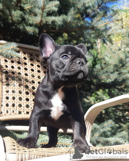 Photo №1. french bulldog - for sale in the city of Dusseldorf | 380$ | Announcement № 127370