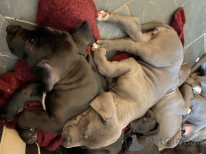 Photo №4. I will sell great dane in the city of Saint-Zhil. private announcement, breeder - price - 1548$