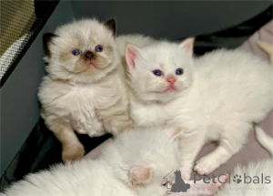 Photo №2 to announcement № 151616 for the sale of persian cat - buy in Denmark 