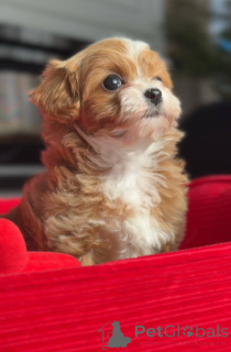 Photo №2 to announcement № 166821 for the sale of non-pedigree dogs - buy in Germany breeder