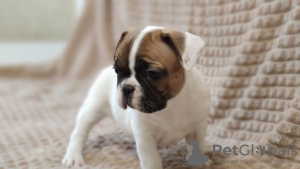 Photo №4. I will sell french bulldog in the city of Minsk. from nursery - price - 600$