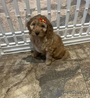 Additional photos: Small Breed Chunky F2 Cockapoo Puppies