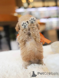 Photo №2 to announcement № 154337 for the sale of poodle (toy) - buy in United States breeder