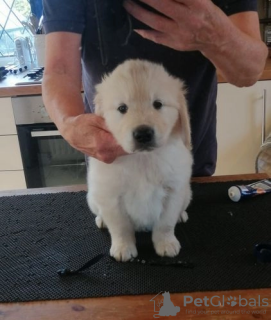 Photo №3. AKC 5 Generation Pedigree Golden Retriever puppies *BOY AND GIRLS ONLY*. United States