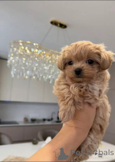 Photo №1. maltipu - for sale in the city of Salzburg | negotiated | Announcement № 156283