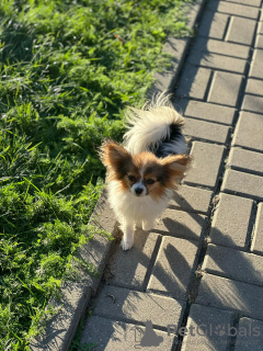 Photo №3. Selling Papillon. Belarus