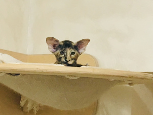 Additional photos: Oriental Shorthair kitten