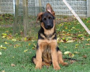 Photo №1. german shepherd - for sale in the city of Kaliningrad | 455$ | Announcement № 3781