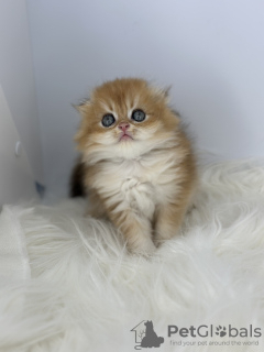 Additional photos: Scottish fold golden kitten