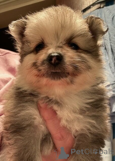 Photo №1. pomeranian - for sale in the city of Friedberg (Hessen) | 518$ | Announcement № 144561