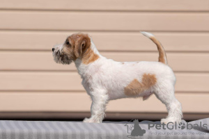 Photo №4. I will sell jack russell terrier in the city of Eagle. from nursery - price - negotiated