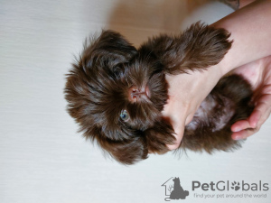 Photo №1. belgian griffon - for sale in the city of Москва | 2083$ | Announcement № 119385