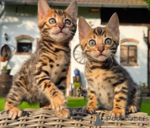 Photo №1. bengal cat - for sale in the city of Much | negotiated | Announcement № 170214