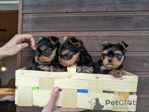 Photo №1. yorkshire terrier - for sale in the city of Berlin | 250$ | Announcement № 84505