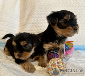 Photo №2 to announcement № 112307 for the sale of yorkshire terrier - buy in United States private announcement