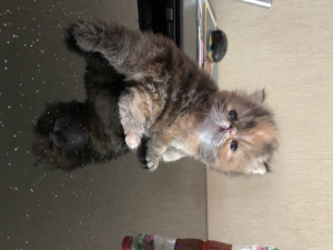 Photo №2 to announcement № 6889 for the sale of persian cat - buy in Russian Federation from nursery